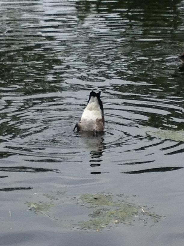 Duck in Charles River Boston