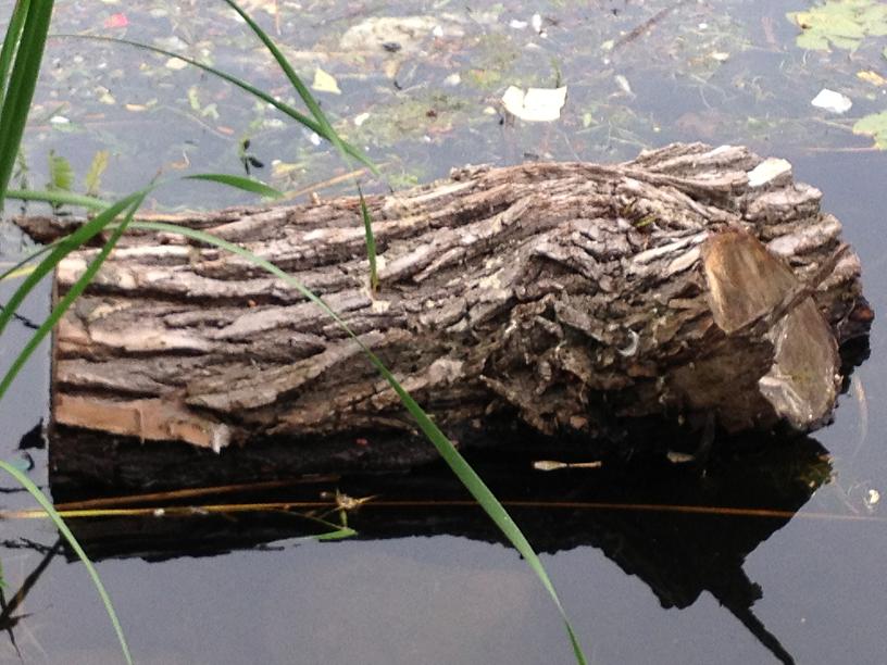 Log in Charles River with Grass