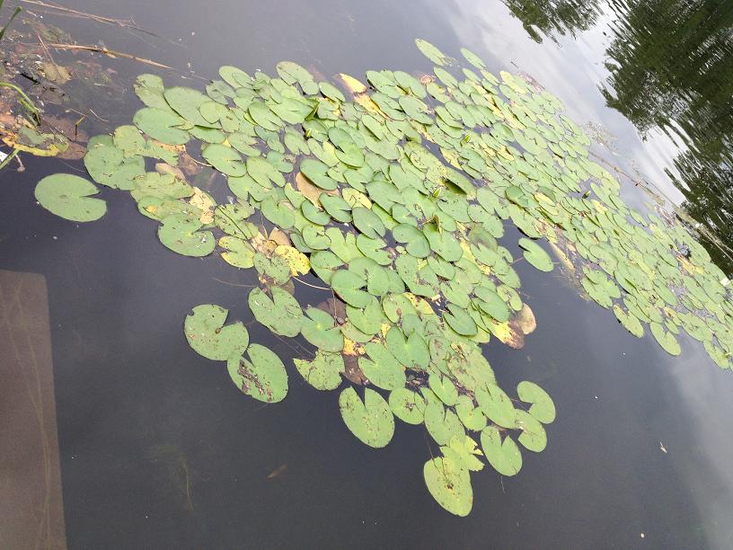 Charles River Boston side  Lilly pads