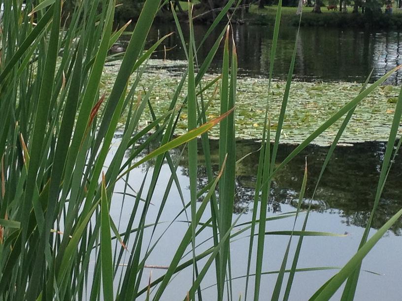 Charles River Boston  Lilly pads and grass