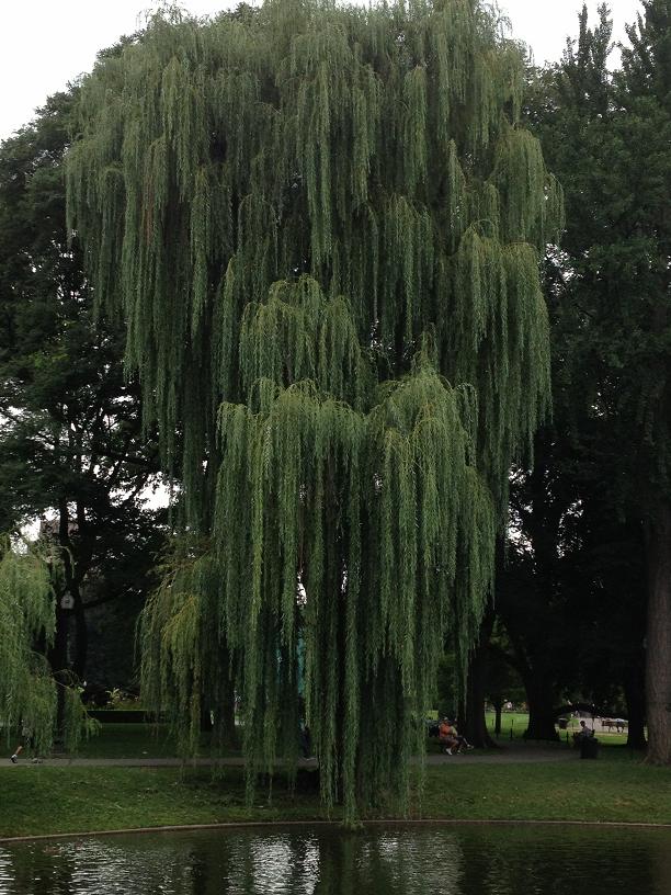 Weeping  Willow in Boston Public Gardens