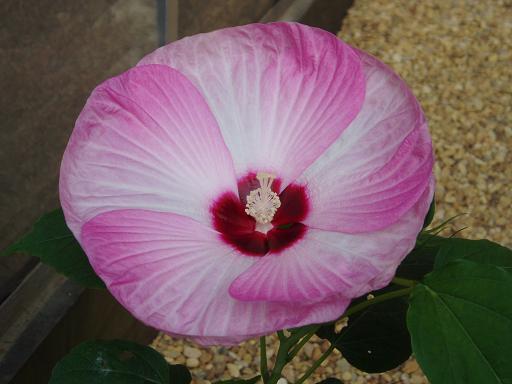 A pink and white flower